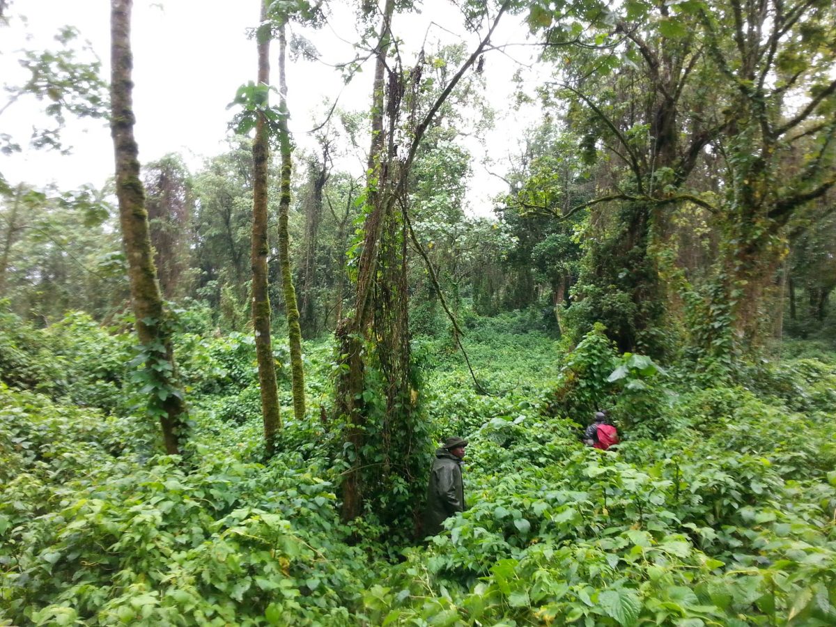 F-X. de Donnea est nommé facilitateur du Partenariat pour les Forêts du Bassin du Congo en 2018‐2019